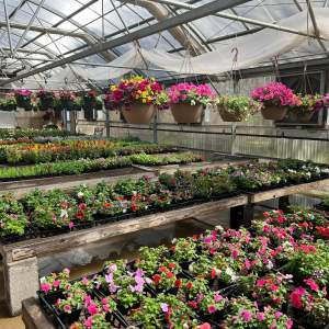 Lessie's Garden & Gift Shop