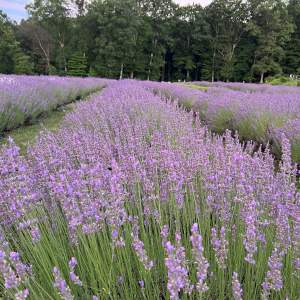 Hope Hill Lavender Farm