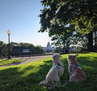 Your Dog-Friendly Guide To Providence, RI