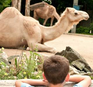 PVD POV: Inside the Zoo: A Conversation with Executive Director Stacey Johnson