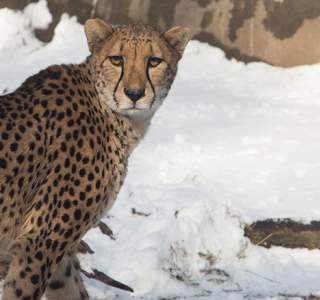Cheetah among the snow at the Zoo in winter