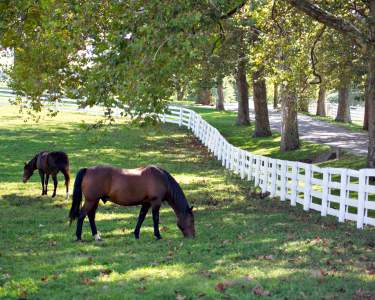 Lexington Ky Hotels Near Kentucky Horse Park