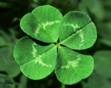 Leprechaun Mischief on Main