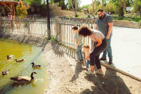 A woman, man and two young boys look at the ducks and a goose at the duck pond at the Albuquerque BioPark zoo