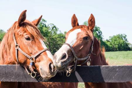 A close-up photo of two horses standing close together in a pasture with their heads poking over the fence. Both horses are brown with a white stripe down their middle of their faces and both have leather head harnesses on.