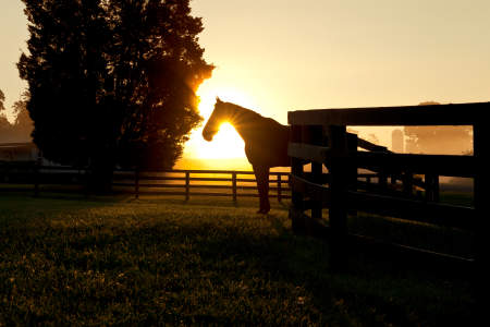Salamander Horse at Sunset
