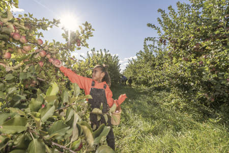 girl picking apples