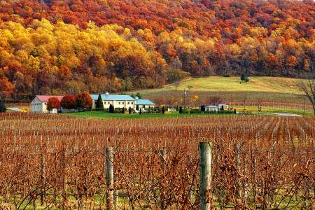 Breaux Fall Vineyard