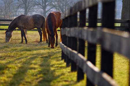 horse country, loudoun, tom lussier