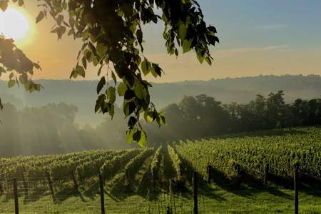 Walsh Vines
