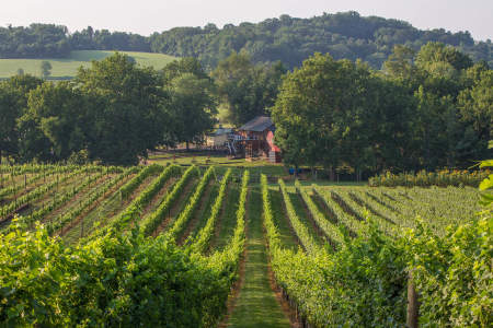 Three Creeks Winery Vineyard rows lead to a rustic building surrounded by trees and rolling hills, evoking a serene countryside atmosphere.
