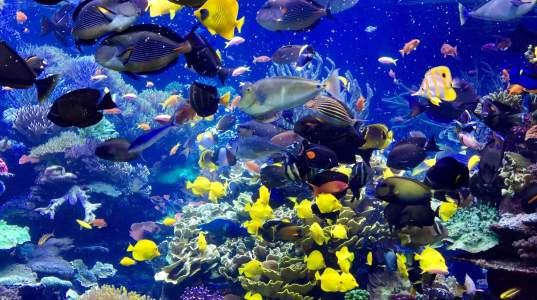 fish-in-aquarium