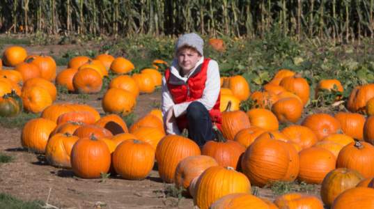 pumpkin-farm