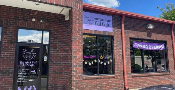 Purrfect Pair Cat Cafe