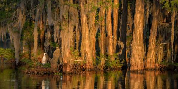 Atchafalaya Experience