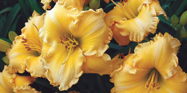 Daylily Festival and Garden Show
