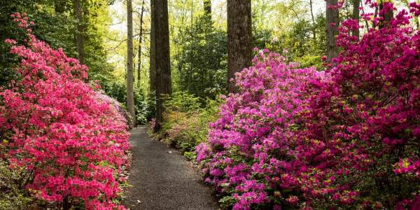 Jenkins Arboretum