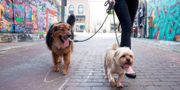 Dogs walking through Art Alley in Downtown Rapid City, SD
