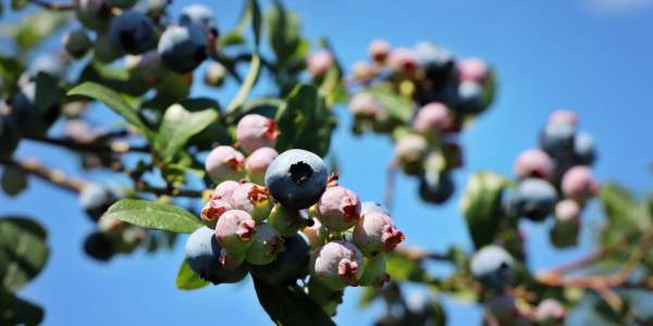 Bluberries in Holland MI