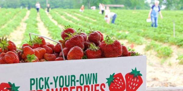 Strawberries -UPick- PC