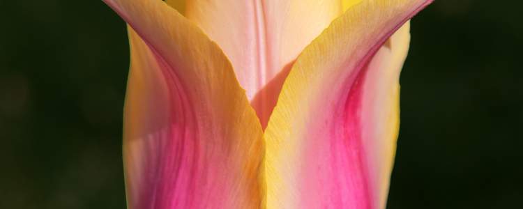 Blushing Beauty