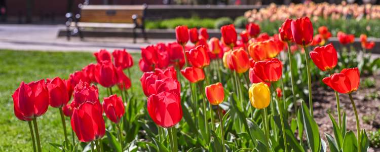 Tulips in park downtown