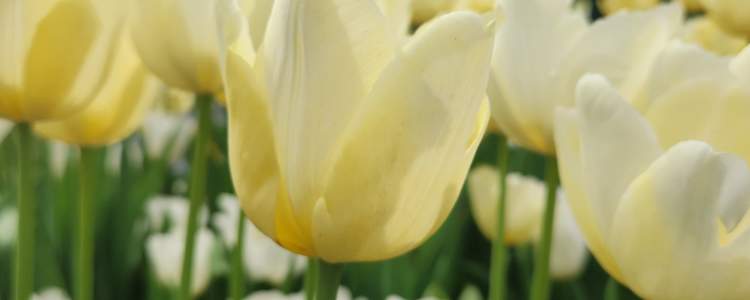 Ivory Floradale