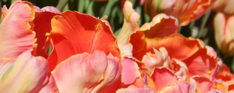 Menton Exotic