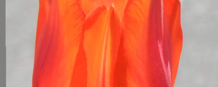 Orange Cassini