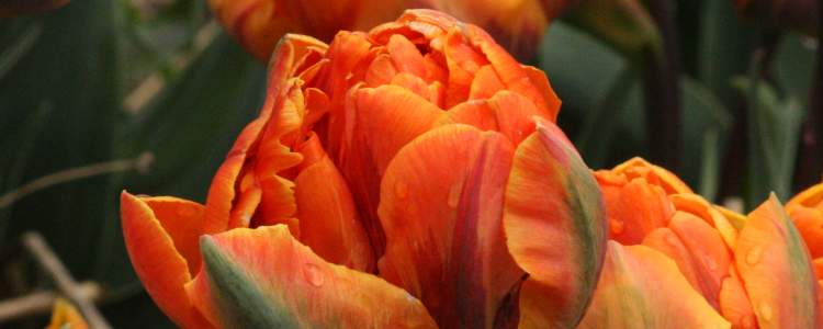 Queensday