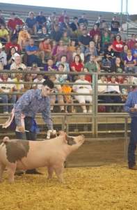 SugaFest 4H Livestock Show