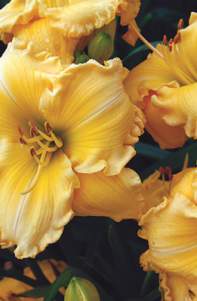 Daylily Festival and Garden Show