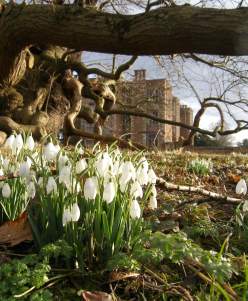 picture of snowdrop flowers outside Doddington Hall
