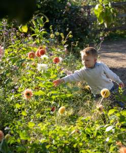Child smelling colourful flowers at Doddington Hall gardens