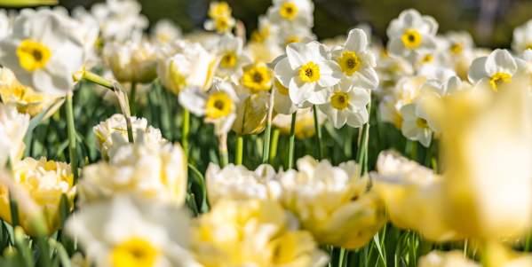 Longwood Gardens' Spring Blooms Display on View March 30 to May 5, 2024