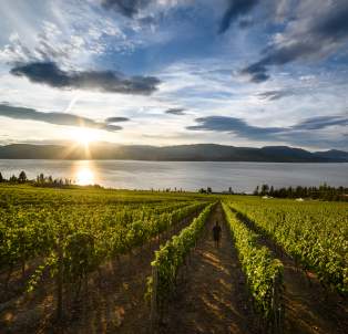 All Wineries