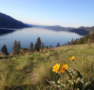 Lake & Wildflowers