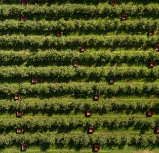 Above View of Apple Orchard Picking