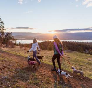 Dog Friendly Activities