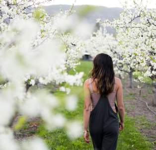 Blooming Orchard at Paynter's Fruit Market (2)