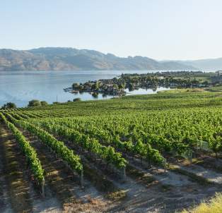 Quails' Gate Estate Winery (6)