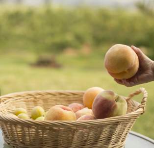 Peach Basket