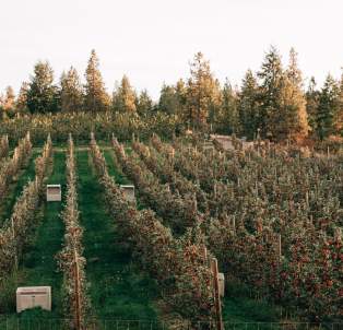 Fall Brand Shoot - Apple Orchard