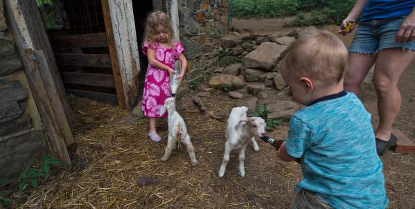 George's Mill Goats