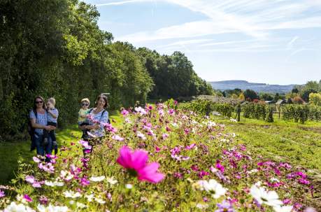 Ideas for Mother's Day in Sussex