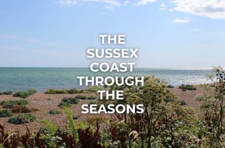 The Sussex Coast through the seasons