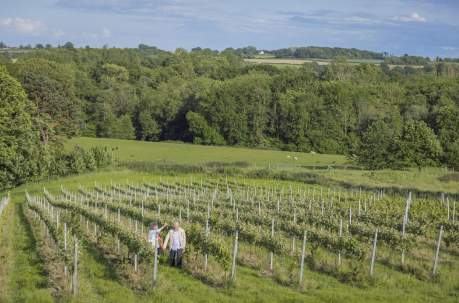 Sussex Winelands: Vineyards You Can Visit This Weekend from London