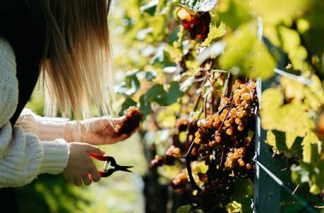 Best Vineyard Harvest Experiences in Sussex: Grape Picking, Wine Tastings and Harvest Festivals