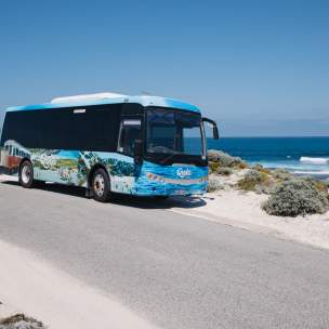 Quokka Coaches Rottnest Island