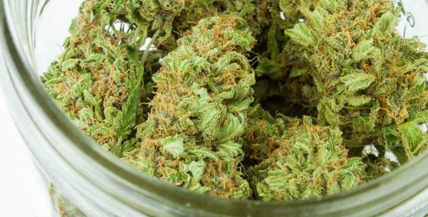 Ann Arbor Cannabis in Jar